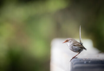 Fairy Wren on a ledge