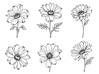 Osteospermum Minimal Outline Drawing Illustration