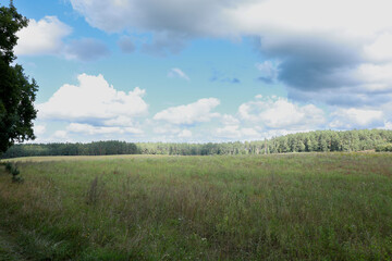 Obraz premium a picturesque summer landscape with grass and blue sky