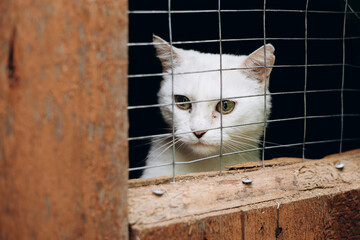 White cat with green eyes looking through cage in animal shelter.