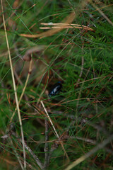 black beetle trying to hide in the moss in the forest