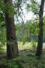 two old trees in the forest with unusual trunks