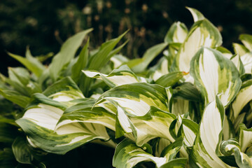 Close-up of hosta leaves with rich texture and natural green tones.