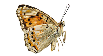Isolated Butterfly