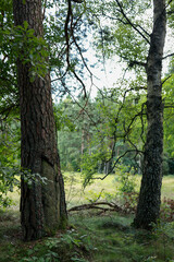 old thick tree with notches on the trunk
