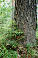 a tiny Christmas tree that grew from a cone right next to the old Christmas tree