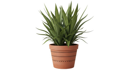 Isolated Potted Plant
