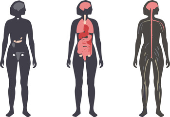 Human anatomy illustration, internal organs, digestive system, nervous system, medical diagram, educational poster, biology chart, healthcare, science, physiology