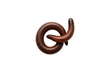 Isolated Lumbricus Terrestris curled on neutral surface, closeup of earthworm with segmented body