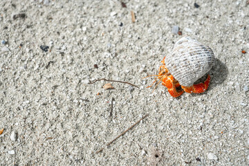 Hermit crab on a white sand beach in Maupiti, French Polynesia