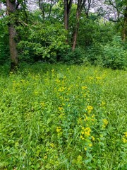 Spring meadow with bright green grass and yellow flowers on the edge of the forest. Coniferous and deciduous trees. Low bushes