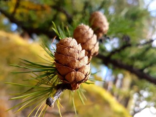 Close-up of three larch cones with foremost cone in focus in bright yellow warm autumn light
