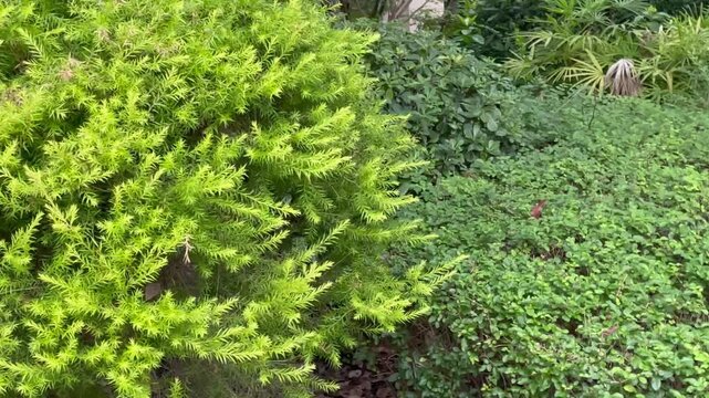 Green garden plants swaying gently in the breeze, captured in a still shot with subtle natural movement, ideal as relaxing nature footage or background B-roll.