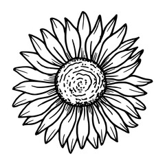 Sunflower flower. Botanical vector illustration. Simple black graphic, hand drawn in doodle style. Outline drawing for herbal theme packaging design, seasonal holidays. Halloween, Thanksgiving