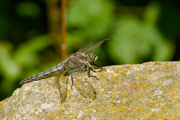 Male black-tailed skimmer dragonfly sitting on a stone, photographed in nature with fine details