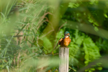 Common kingfisher (Alcedo atthis) perched on a wooden post and preening its feathers in a lush green habitat