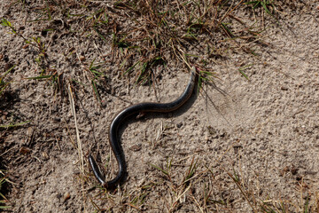 dead black snake on the sand in the forest