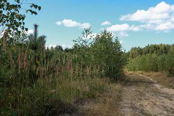 Obraz premium yellow spikelets of grass on the side of a sandy forest road and a young mixed forest
