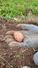 Hand holding freshly harvested potato, showcasing earthy texture and natural colors, surrounded by soil and green foliage, representing agricultural bounty and sustainable farming practices