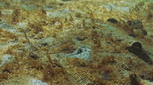 Close-up of Eutrophication hotspot (Hypertrophic zone), seabed is covered with film of brownish slippery coating with capsules of gas bubbles it releases into water and whitish spots sea mushrooms