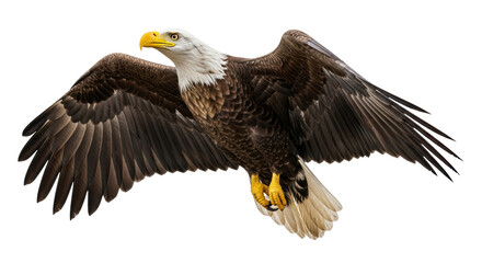 Isolated Eagle