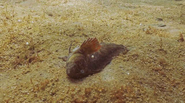 Close-up of dead Rusty blenny or Black Sea blenny (Parablennius sanguinolentus) lies in hypereutrophic hotspot on sea bottom covered colony of benthic microalgae producing many small bubbles of gas 