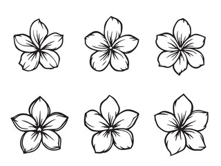 Obraz premium Plumeria floral sketch art
