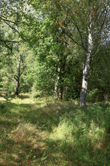 Fototapeta premium Ancient tall trees in the forest amidst green and yellow grass, beautiful nature, forest landscapes