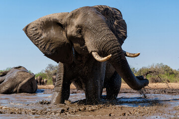 Fototapeta premium Elephants drinking ans taking a bath in a waterhole in Mashatu Game Reserve in the Tuli Block in Botswana.