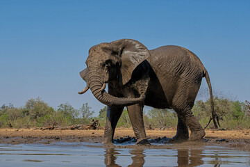 Obraz premium Elephants drinking ans taking a bath in a waterhole in Mashatu Game Reserve in the Tuli Block in Botswana.