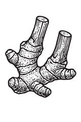 Galangal Root Botanical Illustration linocut woodcut engraving black and white vegetable illustration