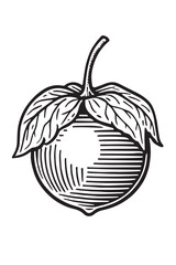 Tomatillo with husk black and white etching vintage engraving linocut woodcut lineart detailed botanical vegetable illustration for food packaging and label design