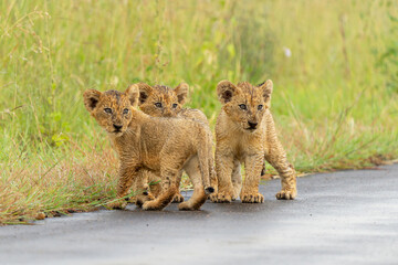 Lion cubs in the rain. these very young lion cubs are walking with mum in Kruger National Park in South Africa © henk bogaard
