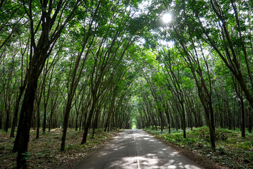 Fototapeta premium Lush Green Forest Road Surrounded by Tall Trees with Sunlight Filtering Through the Canopy