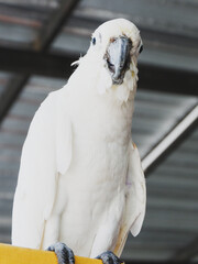 white cockatoo parrot © Suphattra
