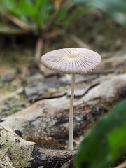 mushroom in the forest