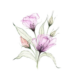 Obraz premium Lilac eustoma, lisianthus, prairie gentian. Transparent, x-ray flowers isolated. Watercolor drawing, pastel colors. Hand painted botanical illustration. Floral design for wedding decor, card, print
