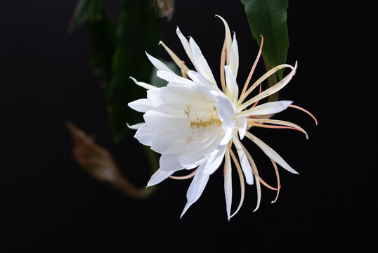 Close-up of a blooming white Queen of the Night flower (Epiphyllum oxypetalum) against a deep black background. Delicate petals and graceful stamens radiate purity, elegance, and rarity