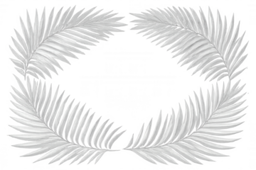 Four white palm leaves forming an oval frame with transparent background, ideal for exotic and tropical themed designs