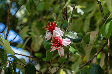 Evergreen feijoa plant (Acca sellowiana), feijoa, pineapple guava or guavastin grows in Sochi City Park. Vibrant cluster of red and white feathery flowers blooms amidst lush green leaves.