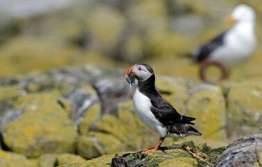 Macareux moine, poissons,Fratercula arctica, Atlantic Puffin, Lançon, Hyperoplus lanceolatus