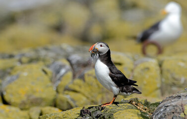 Macareux moine, poissons,Fratercula arctica, Atlantic Puffin, Lançon, Hyperoplus lanceolatus