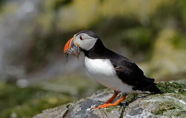 Macareux moine, poissons,Fratercula arctica, Atlantic Puffin, Lançon, Hyperoplus lanceolatus