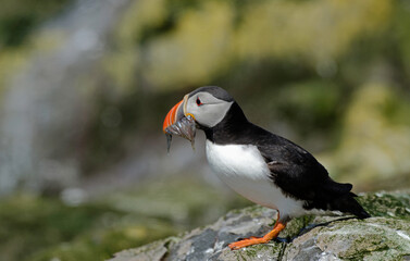 Macareux moine, poissons,Fratercula arctica, Atlantic Puffin, Lançon, Hyperoplus lanceolatus
