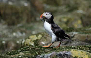 Macareux moine, poissons,Fratercula arctica, Atlantic Puffin, Lançon, Hyperoplus lanceolatus