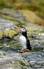 Macareux moine, poissons,Fratercula arctica, Atlantic Puffin, Lançon, Hyperoplus lanceolatus