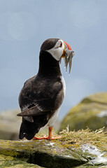 Macareux moine, poissons,Fratercula arctica, Atlantic Puffin, Lançon, Hyperoplus lanceolatus