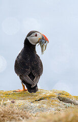 Macareux moine, poissons,Fratercula arctica, Atlantic Puffin, Lançon, Hyperoplus lanceolatus