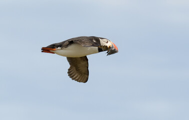 Macareux moine, poissons,Fratercula arctica, Atlantic Puffin, Lançon, Hyperoplus lanceolatus