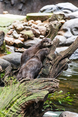 Two otters climbing over large moss-covered driftwood beside a stream, one looking upward with alertness and curiosity in a natural zoo setting